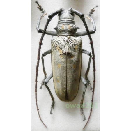 Batocera numitor ferruginea Thomson, 1859 female 53mm Thailand